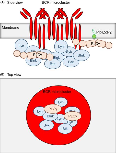 Schematics of B cell receptor (BCR) signaling microcluster. (A) The ...