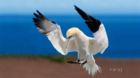 Free download Bing animals birds gannets wallpaper 63640 [1920x1080 ...