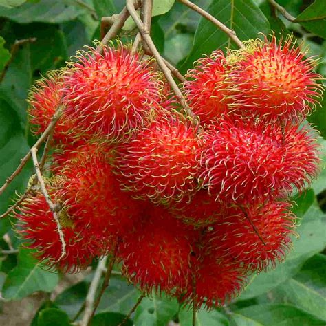 Rambutan – Himalayan Blossoms