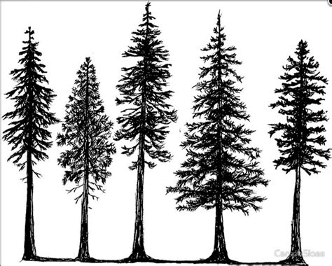 Pine Tree Line Drawing at GetDrawings | Free download