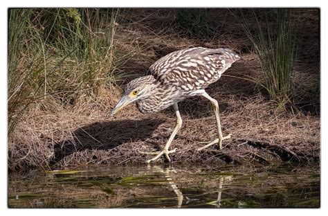 Nankeen Night Heron - juvenile - Yerrabi Pond, ACT | Heron, Pond, Birds