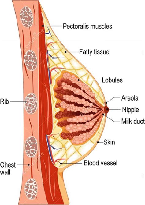 Mammary Gland Anatomy