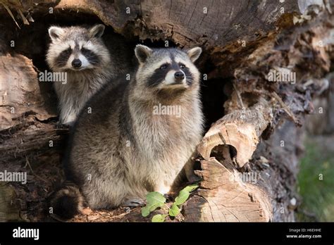 Raccoon nest hi-res stock photography and images - Alamy