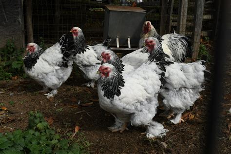 Brahma Chicken - The Livestock Conservancy