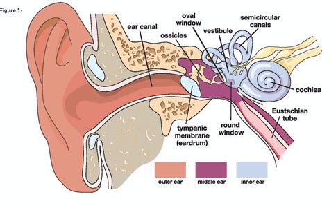 잠수와 어지러움 (1) 변압성/Caloric : 네이버 블로그