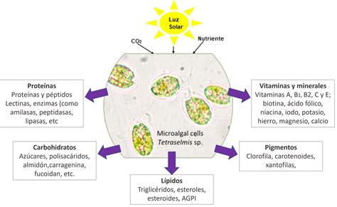 Microalgas: una materia prima alternativa prometedora