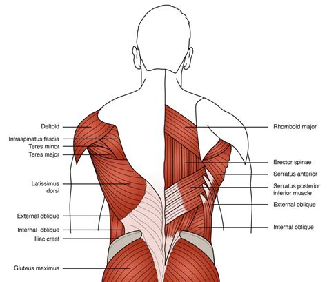 Why Are Core Muscles Important For Back Pain? | London Spine Unit | UK ...