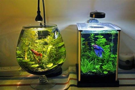 How To Take Care Of A Betta Fish - Best Betta Fish Tank | Betta ...