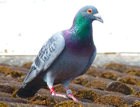 Download A friendly pigeon perched in the park | Wallpapers.com