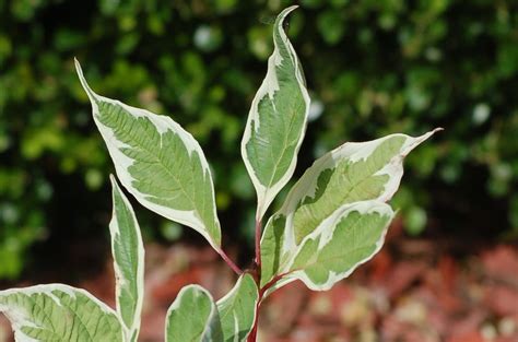 Variegated Leaves: Pictures of Bi-Colored Plants