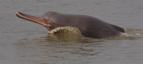 The Endangered Indus River Dolphin | Critter Science