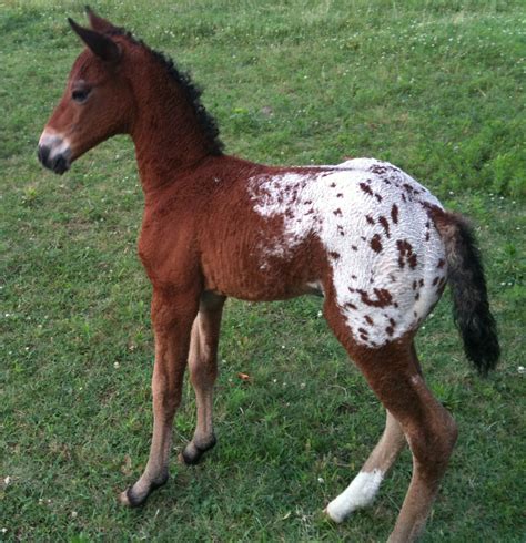 Blanket Appaloosa Bashkir Curly Foal | Born 6/03/10. Daughte… | Flickr