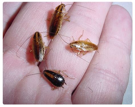 Termite Pest Controls: Cockroach In House