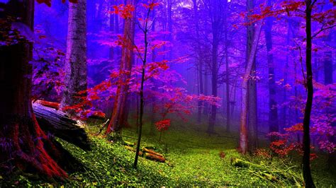 Colorful Forest Wallpapers - Top Free Colorful Forest Backgrounds ...