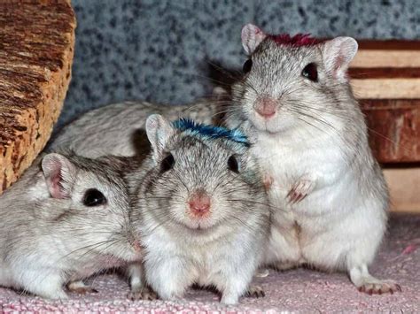 The Best Gerbil Names: 300+ Awesome Ideas For Your Fluffball