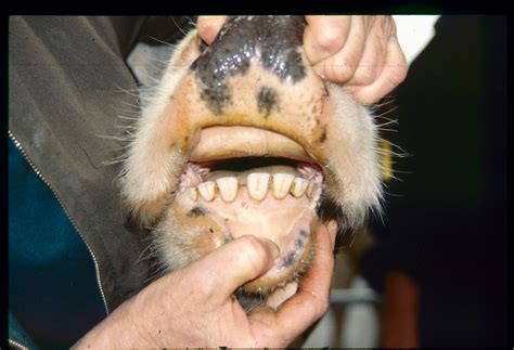 Cow Teeth Pictures . Quality Images on Animal Picture Society