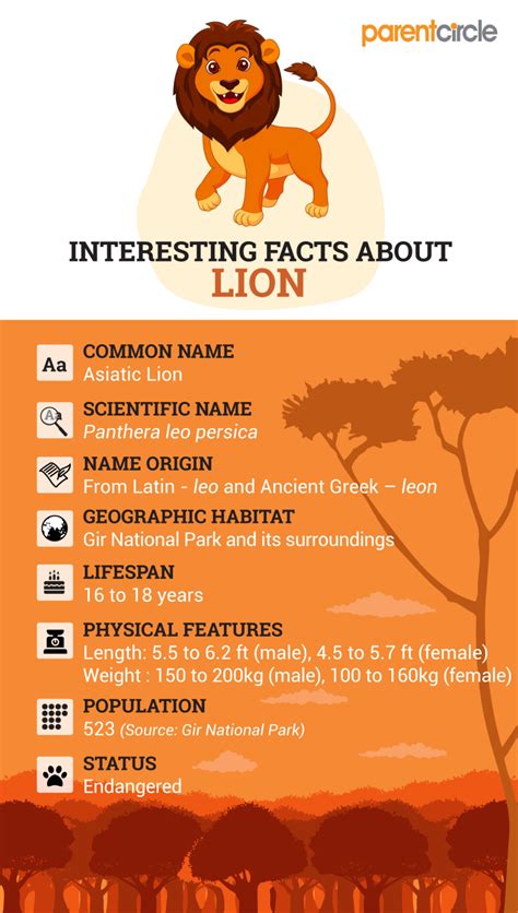 African Lion Facts For Kids