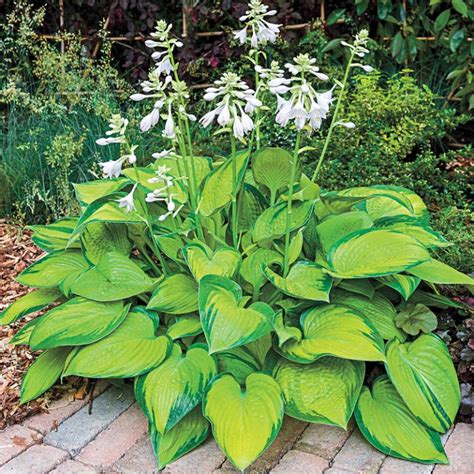 20 Best Hostas for Shade Garden Areas