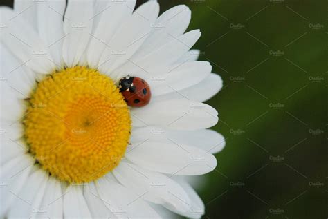 Daisy with Ladybug | High-Quality Nature Stock Photos ~ Creative Market