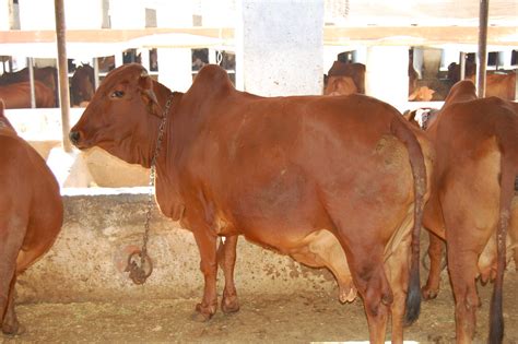 Red sindhi cattle at Kalasi farm in northern India | Flickr