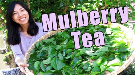 How To Harvest And Dry Mulberry Tea - YouTube