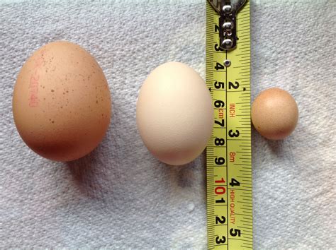 From left to right: bought size 1 egg, a normal Silkie egg and a one ...