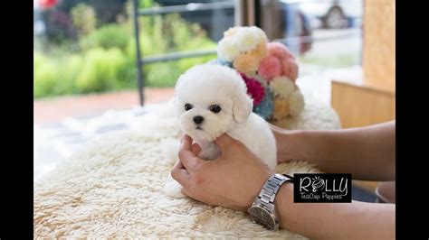 23+ Bichon Frise Dog Breeds Price In India - l2sanpiero