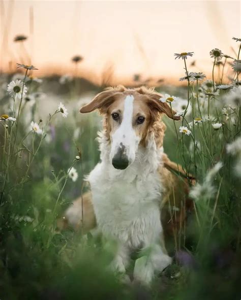 Borzoi vs Saluki: A Detailed Sighthound Comparison - PawCited