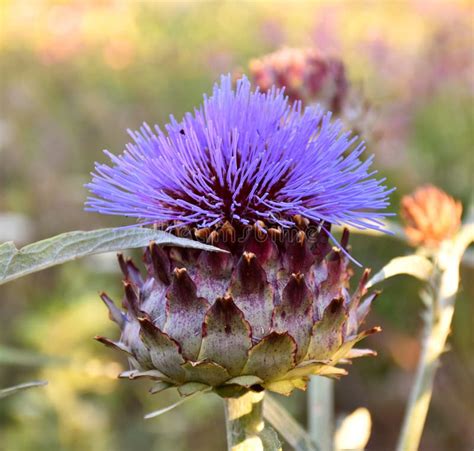 Edible Thistle Flower (Cynara Cardunculus). Stock Image - Image of ...