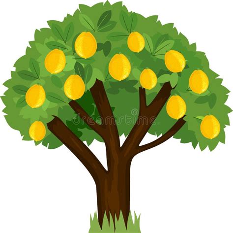 Cartoon Lemon Tree with Green Crown and Ripe Yellow Lemons Isolated on ...