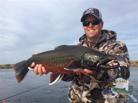 Arctic Char fishing bright, colorful, abundant - Wildman Lodge