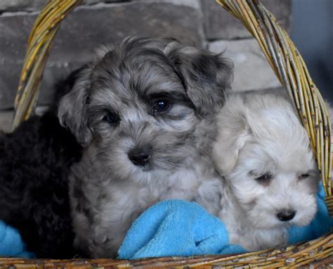 Hypoallergenic & Non Shedding Puppies for Sale - Illinois ...