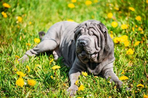 The 20 Best Blue Dog Breeds With a Unique Coat