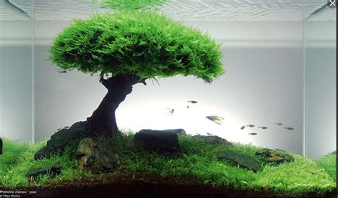 Pin by Gregg Goldman on Fish Tank | Live aquarium plants, Planted ...