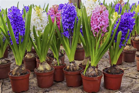 What to Do with Hyacinth Bulbs After They Flower? | Fiori, Orchidea