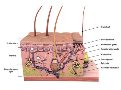 Cross section anatomy of skin with labels on white background ...