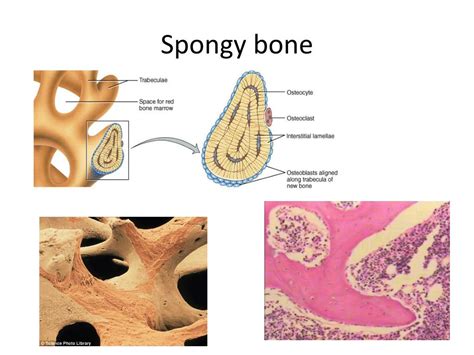 PPT - Types and Histology of Bones PowerPoint Presentation, free ...