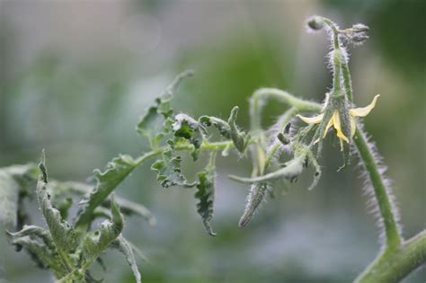 Curling leaves on tomato plants