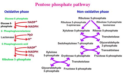 Describe pentose phosphate pathway - sciencequery.com