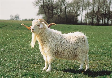 Mohair | Animal Fibre, Textile Yarn & Clothing Fabric | Britannica