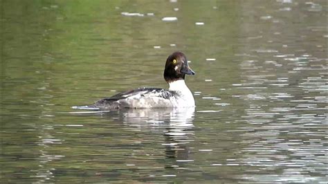 Common Goldeneye Duck (male juvenile) - YouTube