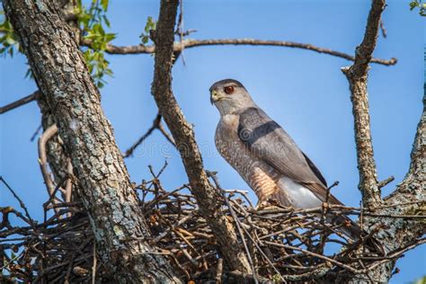 Cooper s Hawk Nesting stock image. Image of avian, coopers - 42618465