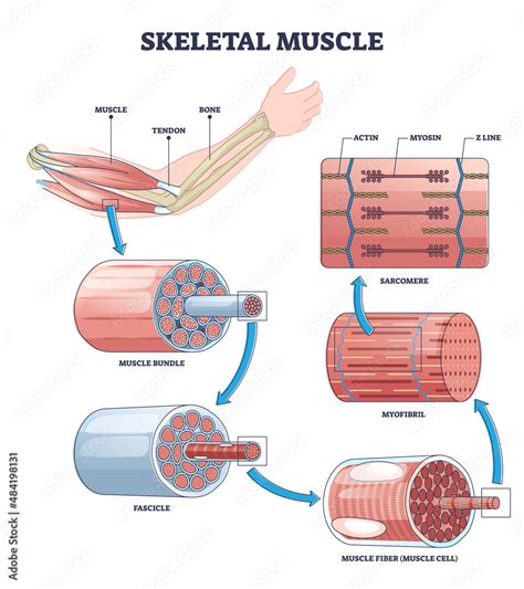 Skeletal muscle structure layers with anatomical arm closeups outline ...