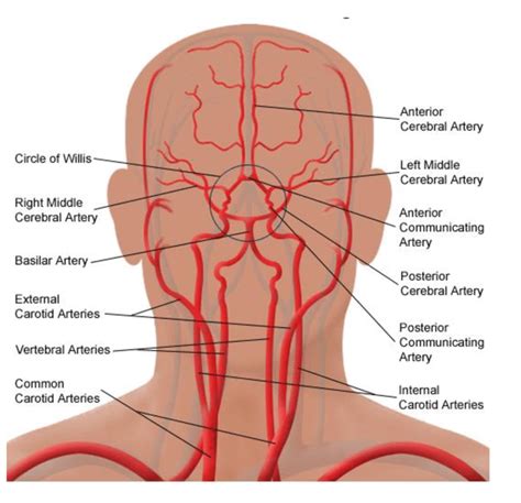 Where Are Arterial Anastomoses, In Which Two Arteries Merge, Found?