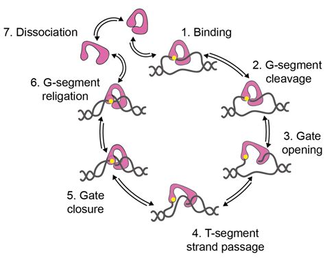 Topoisomerase: Overview & Applications