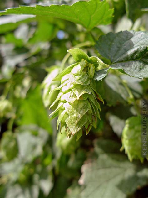 REAL Beer, Hops Plant Humulus Lupulus Centennial – Kens-Nursery