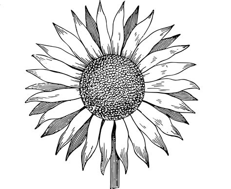 Sunflower Line Drawing - ClipArt Best