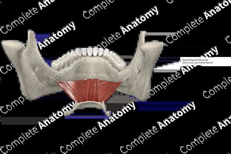 Geniohyoid Muscle | Complete Anatomy