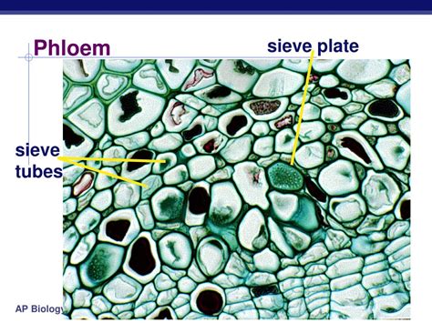 PPT - Plant Anatomy PowerPoint Presentation, free download - ID:3764516