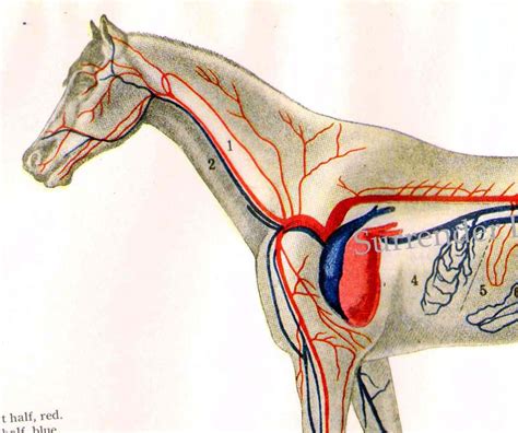 Horse's Heart Anatomy Circulatory System Veterinarian